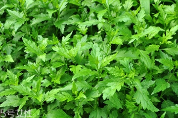 菊花腦可以涼拌嗎？菊花腦涼拌好吃嗎？