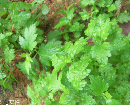 菊花腦和南瓜能一起吃嗎？菊花腦能和水果一起吃嗎？