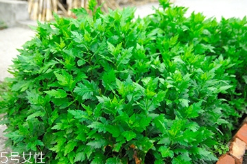 菊花腦的好處，吃了菊花腦有什么效果?