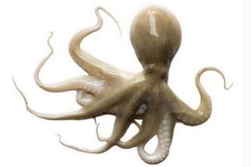 章魚是什么顏色？章魚是什么樣子？