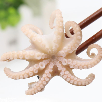 章魚是什么顏色？章魚是什么樣子？