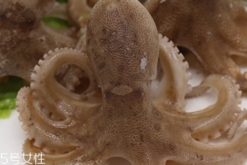 章魚是軟體動物嗎？章魚屬于軟體動物嗎？
