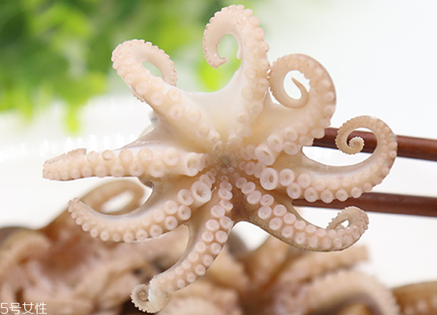 章魚是軟體動物嗎？章魚屬于軟體動物嗎？