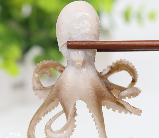 章魚是軟體動物嗎？章魚屬于軟體動物嗎？