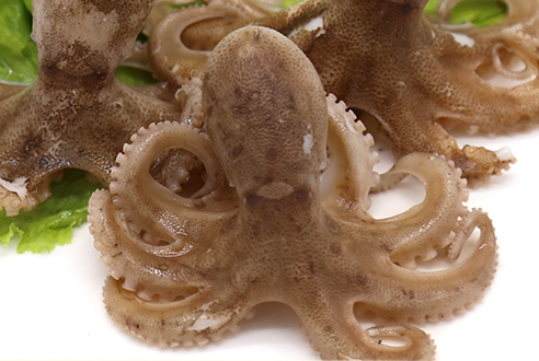 章魚會(huì)噴墨汁嗎？章魚的墨汁能吃嗎？