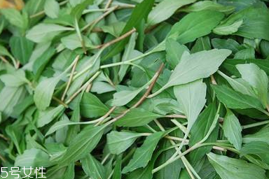 馬蘭頭對人的好處？馬蘭頭有什么好處？