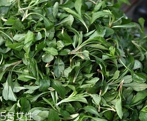 馬蘭頭是板藍(lán)根嗎？
