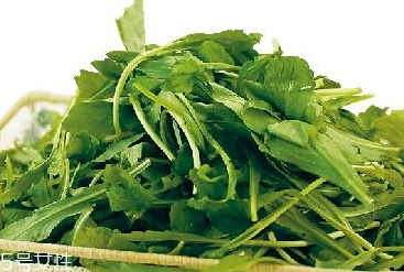 馬蘭頭是馬齒莧嗎？馬蘭頭和馬齒莧的區(qū)別