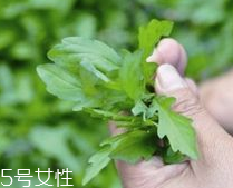 馬蘭頭和蝦能一起吃嗎？馬蘭頭和蝦能一起吃