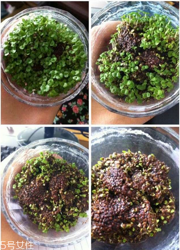 海藻面膜是補水的嗎？海藻面膜有補水效果嗎？