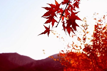楓葉紅發(fā)色會(huì)不會(huì)太紅？楓葉紅發(fā)色日常嗎
