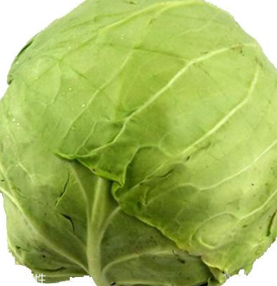 牛心菜怎么種植？牛心菜能種嗎？