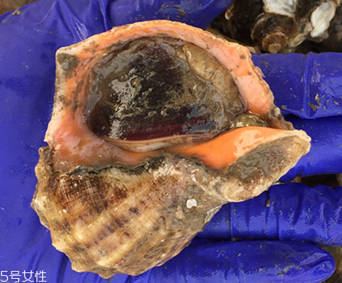 海螺開水還是冷水下鍋？海螺冷水還是熱水煮？