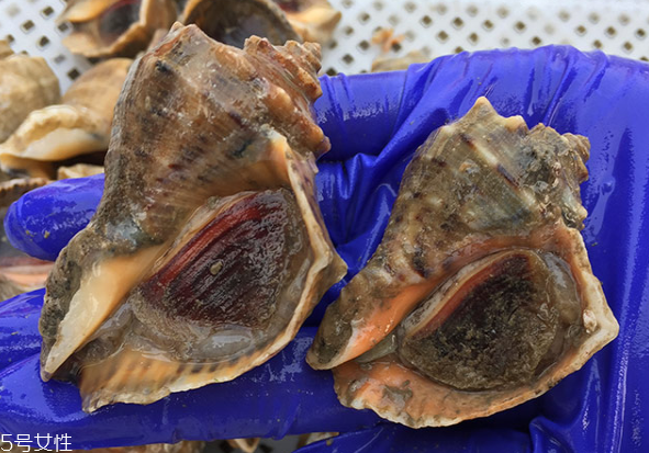 海螺開水還是冷水下鍋？海螺冷水還是熱水煮？