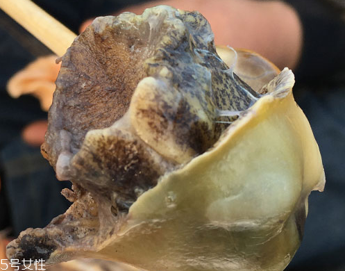 海螺可以隔夜吃嗎？海螺煮熟隔夜能吃嗎？