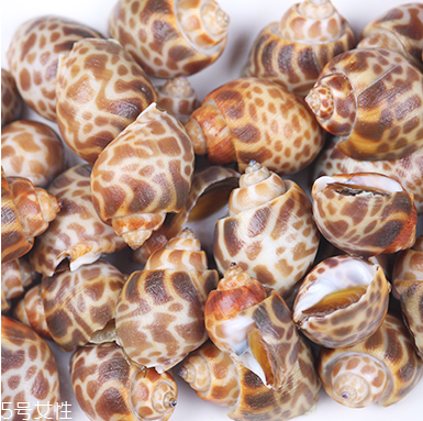 海螺能活幾天？海螺無(wú)水可以活幾天？