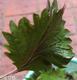 紫蘇葉能做成干紫蘇葉嗎？紫蘇葉怎么做成干紫蘇葉呢？