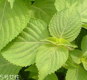 紫蘇葉是熱性的嗎？紫蘇葉是寒性的嗎？