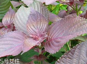 紫蘇葉能治感冒嗎？紫蘇葉能治感冒