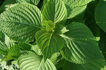 紫蘇葉能治感冒嗎？紫蘇葉能治感冒