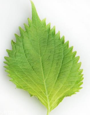 紫蘇葉的形態(tài)特征 紫蘇葉的外形是什么樣？