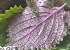 紫蘇葉吃了會(huì)上火嗎？紫蘇葉吃了不會(huì)上火