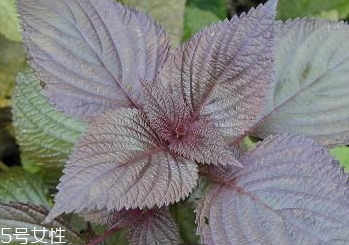紫蘇葉和艾葉的區(qū)別 紫蘇葉和艾葉有什么區(qū)別？