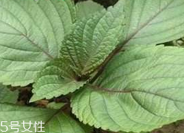 紫蘇葉能吃嗎？紫蘇葉好吃嗎？
