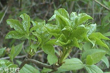 刺五加能做菜嗎？刺五加怎么做菜？