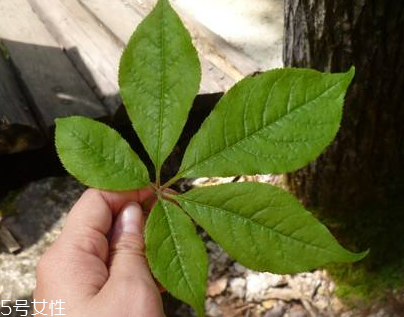 刺五加能做菜嗎？刺五加怎么做菜？