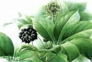 刺五加能做菜嗎？刺五加怎么做菜？