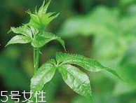 刺五加和枸杞泡水好嗎？刺五加能和枸杞泡水嗎？