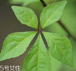 刺五加能給孕婦吃嗎？孕婦能吃刺五加嗎？
