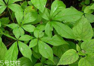 刺五加和谷維生素能一起吃嗎？