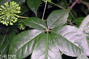刺五加經(jīng)常喝會(huì)怎樣？刺五加能天天喝嗎？
