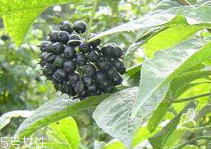 刺五加經(jīng)常喝會(huì)怎樣？刺五加能天天喝嗎？