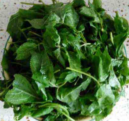 刺五加的好處 刺五加對(duì)人體有什么好處？