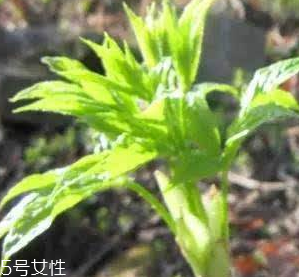 刺五加的好處 刺五加對(duì)人體有什么好處？