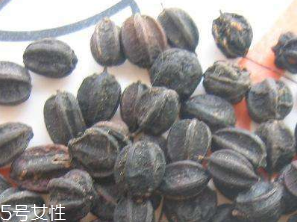刺五加的食用方法 刺五加怎么吃？