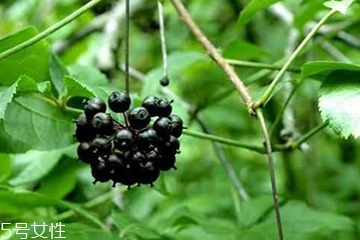 刺五加怎么吃？刺五加有什么用？