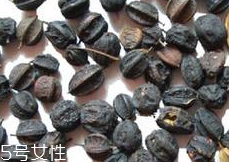刺五加怎么吃？刺五加有什么用？