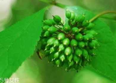 刺五加能不能做餃子餡？刺五加怎么做餃子餡？
