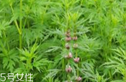 益母草和新生化顆?？梢砸黄鸷葐?></p><h3>新生化顆粒注意事項(xiàng)</h3><p>1.當(dāng)藥品性狀發(fā)生改變時(shí)禁止服用。</p><p>2.請(qǐng)放在兒童不能接觸的地方。</p><p>3.糖尿病患者在醫(yī)生指導(dǎo)下使用。</p>		</div>
<div align=