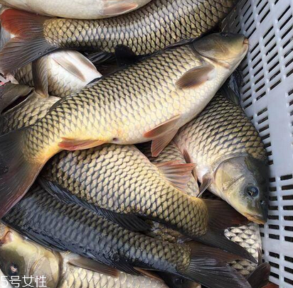 鯉魚為什么沒人吃 原來(lái)是這樣