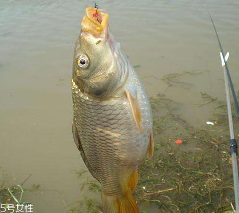 鯉魚為什么沒人吃 原來(lái)是這樣