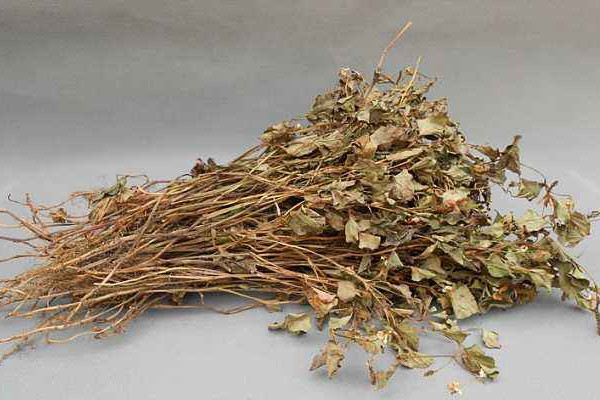折耳根可以泡腳嗎？新鮮還是干的折耳根用量需適宜