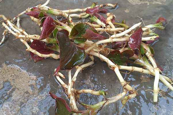 野生折耳根哪里能挖到？一次食用需控制在這個(gè)量