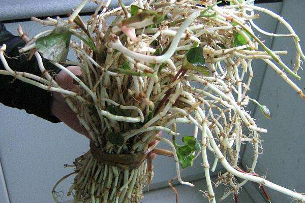 折耳根可以治療胃炎嗎？這個(gè)季節(jié)挖折耳根最嫩最討喜