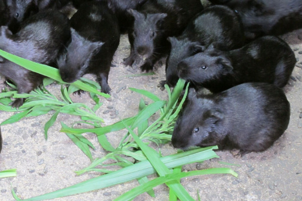 黑豚是什么動物？國家允許養(yǎng)殖的野生動物
