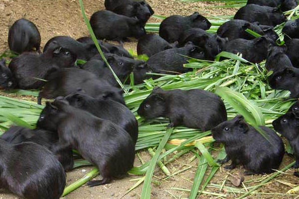 黑豚是什么動物？國家允許養(yǎng)殖的野生動物